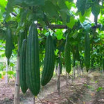 Load image into Gallery viewer, -Dual-Sided Loofah Sponge-Sponge-ecofans---