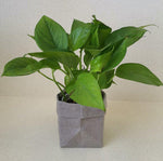 Load image into Gallery viewer, -Washable & Reusable Kraft Paper Container - Plain Colors-Bag-ecofans---