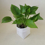 Load image into Gallery viewer, -Washable & Reusable Kraft Paper Container - Plain Colors-Bag-ecofans---