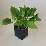 Load image into Gallery viewer, -Washable & Reusable Kraft Paper Container - Plain Colors-Bag-ecofans---